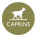 Caprins