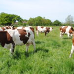 Vaches de réforme Montbéliardes au pâturage