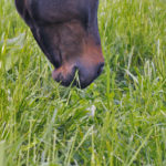 bouche de cheval mangeant de l'herbe