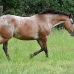 cheval appaloosa au trot dans une pature