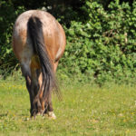 cheval appaloosa qui broute