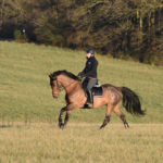 cheval au galop monte en exterieur