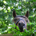 cheval au paddock