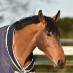 cheval au paddock avec des couvertures