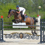 cheval bai brun concours saut d'obstacles