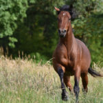 cheval bai galopant dans un pre