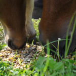 chevaux d'elevage mangeant une ration de concentres