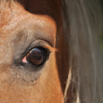 oeil de poney haflinger