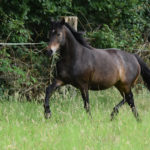 poney bai brun au trot dans un pré