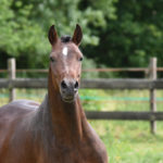 portrait cheval bai au galop