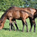 pouliniere et son poulain mangeant de l'herbe