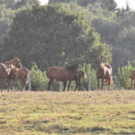 Poulinières et poulains au pré