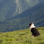 Chien de troupeau