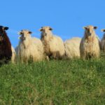 Brebis laitières de race Manech tête rousse