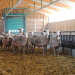 Brebis laitières de race Lacaune en gestation