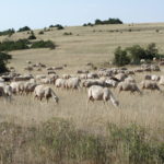 Brebis laitières race Lacaune sur parcours