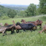 Chèvres au pâturage
