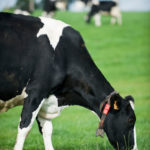 Prim Holstein