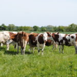 Vaches de réforme Montbéliardes au pâturage