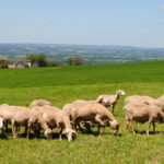 Brebis laitières de race Lacaune au pâturage