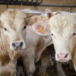 Charolais à l'engraissement