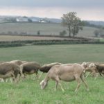 Brebis laitières de race Lacaune