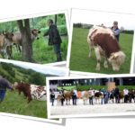 Races locales à petits effectifs