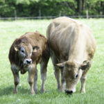 Vache allaitante et veau aubrac