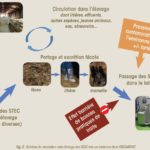 STEC en élevage caprin